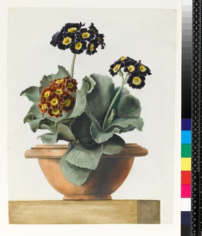 Potted Auricula, 1817 by Pancrace Bessa